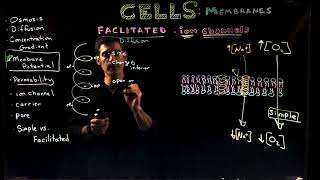Gated Ion Channels