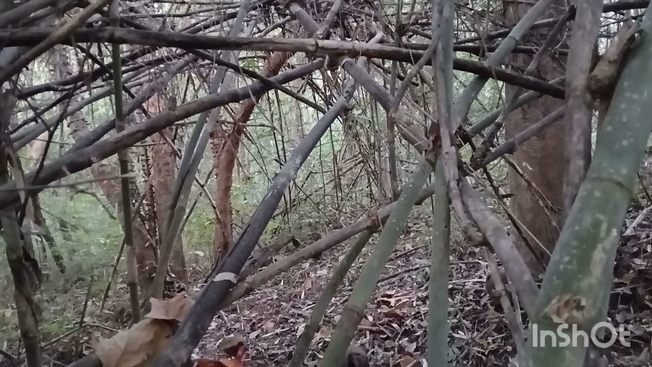 ต่อไก่ป่า