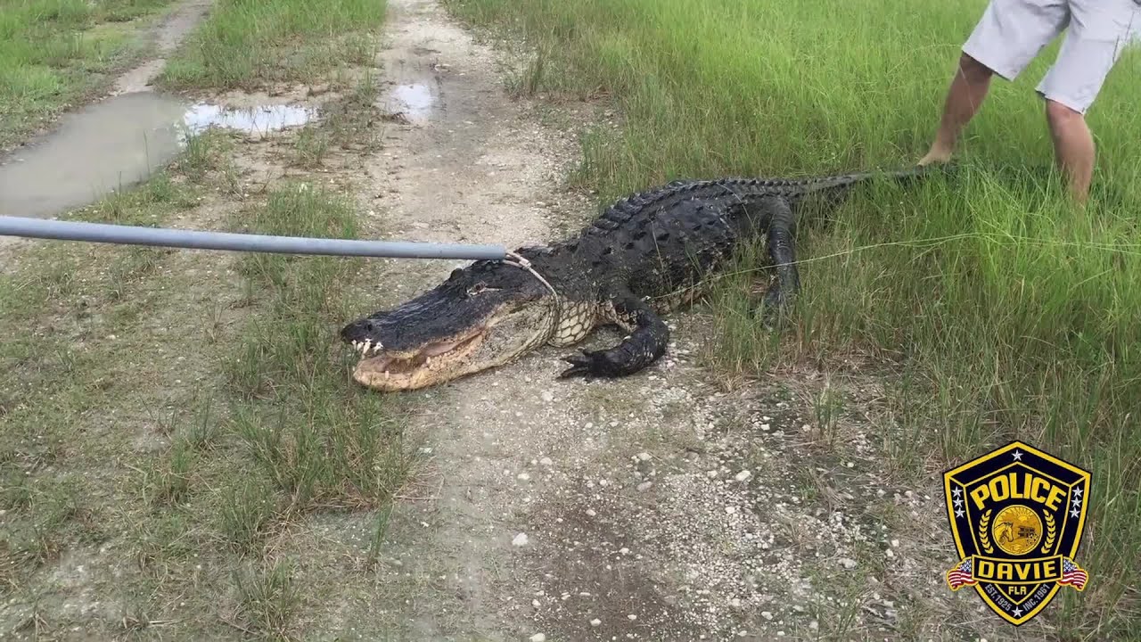 FWC, police trap gator on bike path YouTube