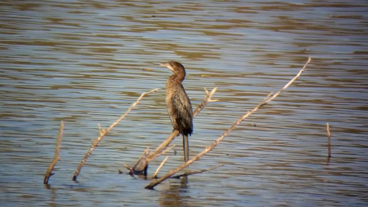 MARANGONE MINORE a Cervesina (PV) - 27 Ott 2016