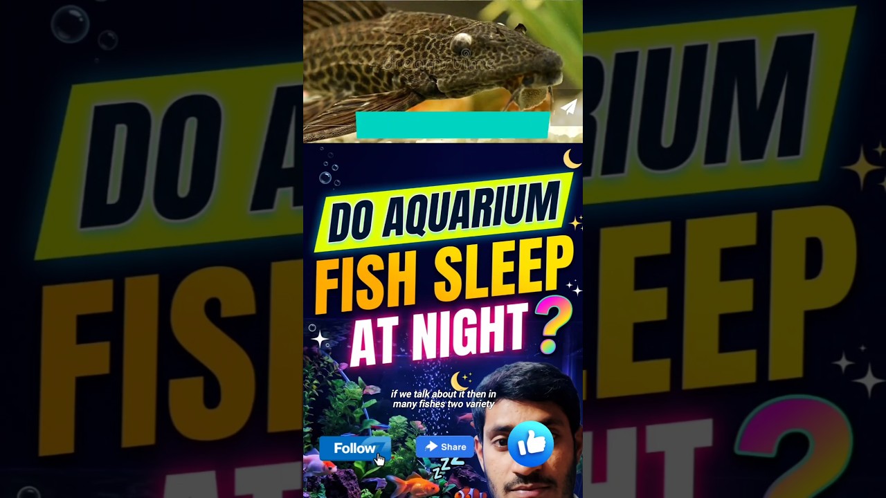 Do Fish Sleep With Their Eyes Open? 🐟💤 , Why Do Fish Sleep Near the Surface With Open Eyes?