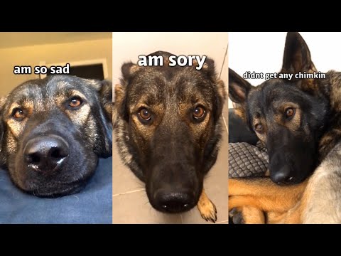 German Shepherds Have BIG Personality