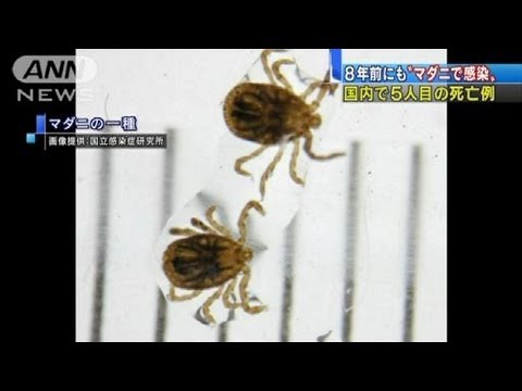 8年前にも&quot;マダニで感染&quot;か　国内5人目の死亡例（13/02/26）