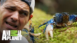 Hermoso cangrejo azul de Australia | Wild Frank: Tras la evolución de las especies | Animal Planet