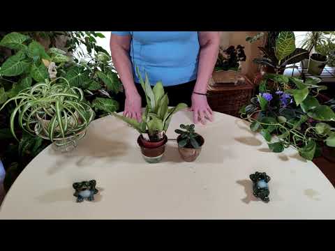 How to Grow Succulents Indoors