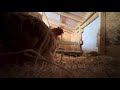 A Rainy Dramatic Video Of My Backyard Chickens In The Hen House Laying Eggs Chicken Sounds