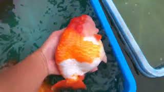 goldfish farm in thailand | thailand fish farm