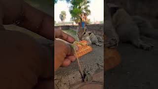 tujhe kitna chahne lage 😘😘arijitsingh #song #cute #animals #love  #squirrel #ytshorts