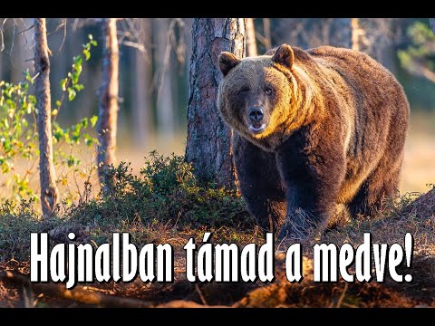 Videó: Miért mászik a medve?