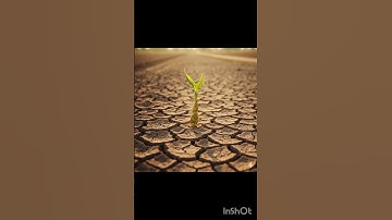 The camel saved the mango plant form drying up by watering it.😭#ai#tree#save#camel