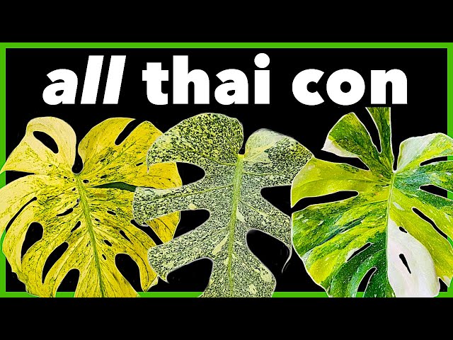 9 COLORS of Thai CONSTELLATION