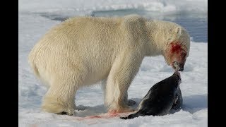 POLAR BEAR | WILD ANIMALS | ARCTIC PREDATOR