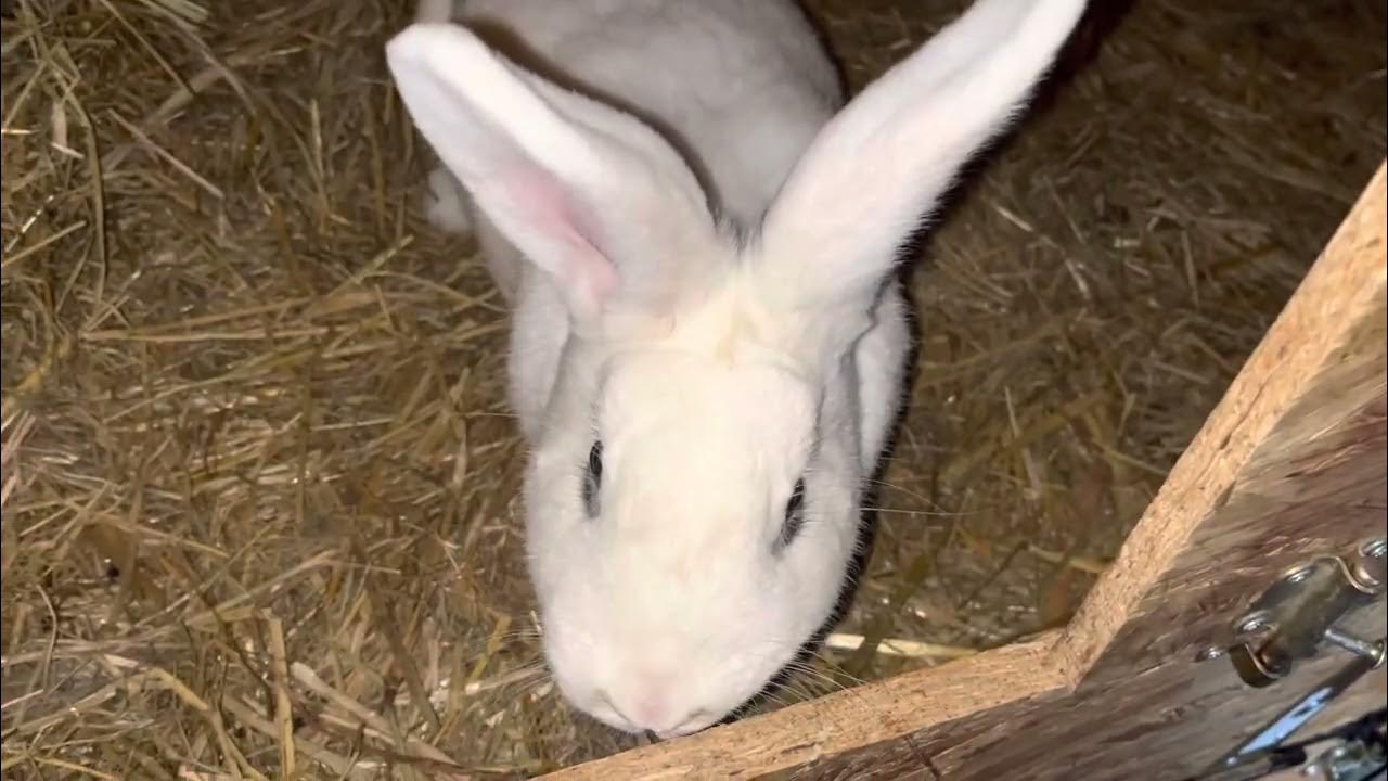 Kaninchen Baut Nest Wie Lange Bis Zur Geburt Kaninchen Lumi baut ihr Nest - YouTube
