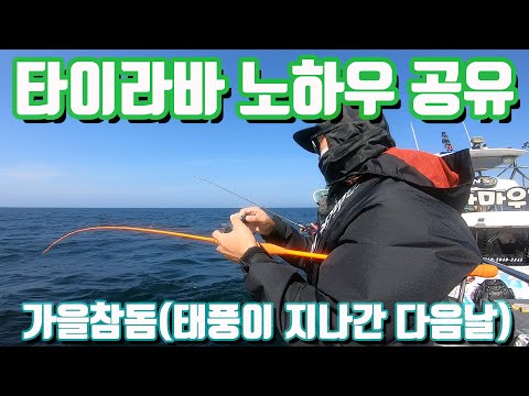 <strong>타이라바</strong> 노하우 공유 (가을참돔.태풍다음날)