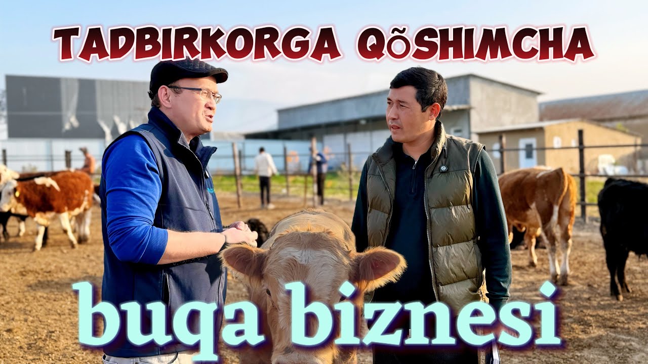 Yangi biznes, buqa boqish oson bo‘lib qoldi. buqa boqish #idealagrar #simmental #cow #usbekistan