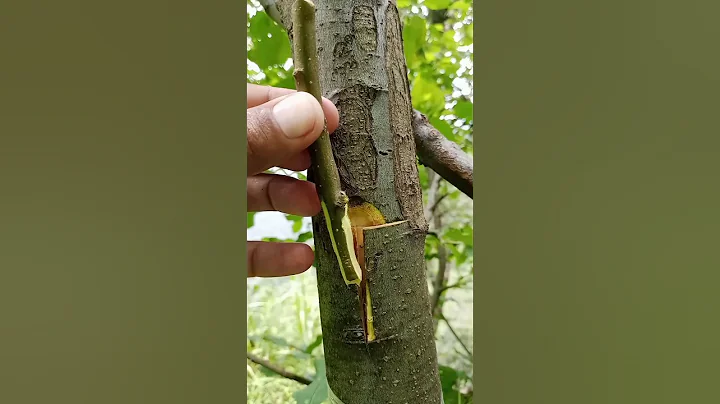 easy apple grafting techniques.#Grafting #PlantPropagation #PlantGrafting