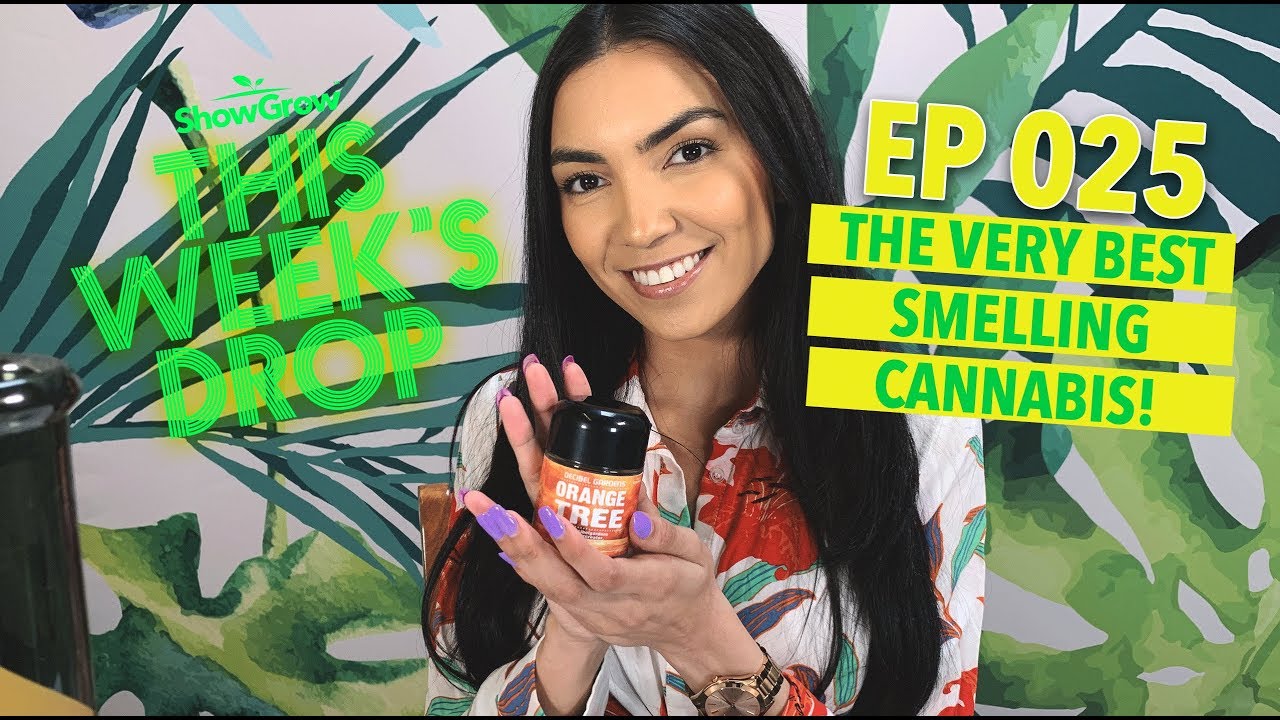 Best Smelling Cannabis Ever! This Week's Drop - 025 - Orange Tree by Decibel Gardens