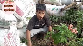cara mindah bunga nusa indah ke polybag 30 #berkahgodong