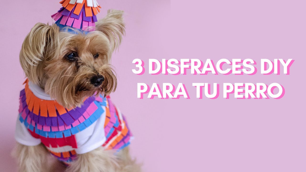 DISFRACES PARA TU PERRO FÁCILES DE HACER DIY  | DISFRACES PARA HALLOWEEN SENCILLOS 2021