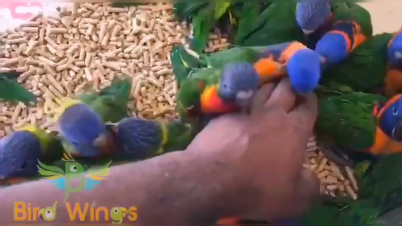 Green Monk/ Blue-Monk/White Monk  Monk+ yellow Monk/Crossover  Eclectus/Senegalese/Garden Parrot