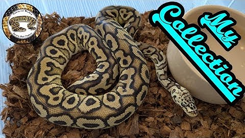 Ball Python Collection. All My Snakes!