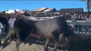 Kumpulan Sapi Qurban Ngamuk Parah