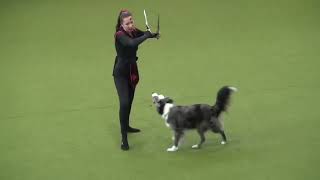FCI Dog Dancing World Championship 2024 Budapest  - Doreen und Lucky Luke