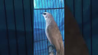 Download Lagu trucuk prospek gacoran #trucuk #kicaumania #trucukngropel #trucukgacor MP3