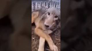 Fnaf Security Breach Wolf Jumpscare