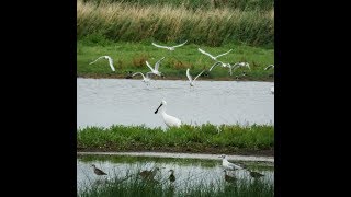 Vogels Bij Landje Van Gruijters
