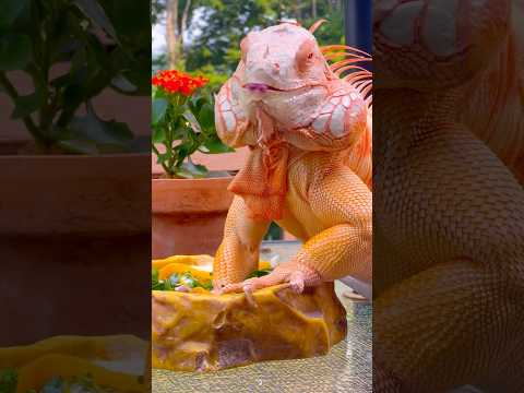 🧡✨ #reptile #iguana #lizard #orange #reptilepet