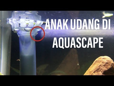 Video: 6 Perkara Yang Anda Tidak Tahu Mengenai Udang Akuarium