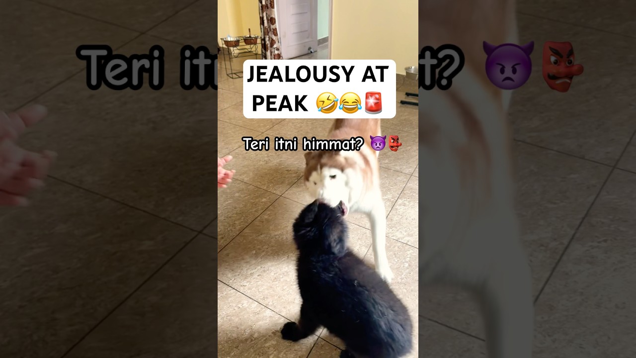 Husky BITES in JEALOUSY😂 