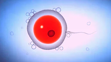 ¿Todos los espermatozoides tienen el mismo ADN?