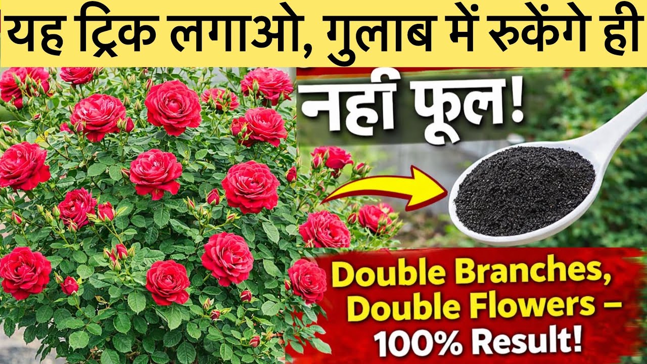 यह ट्रिक लगाओ, गुलाब में रुकेंगे ही नहीं फूल और डबल शाखाएँ 🌹 Double Branches & Flowers. rose plant 