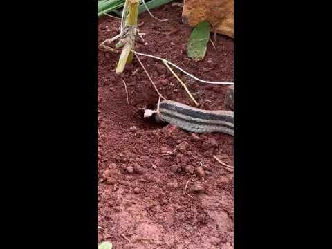 🐍  trapping snakes using a frog | 개구리를 이용해 <strong>뱀</strong> 잡기 🐸🎯