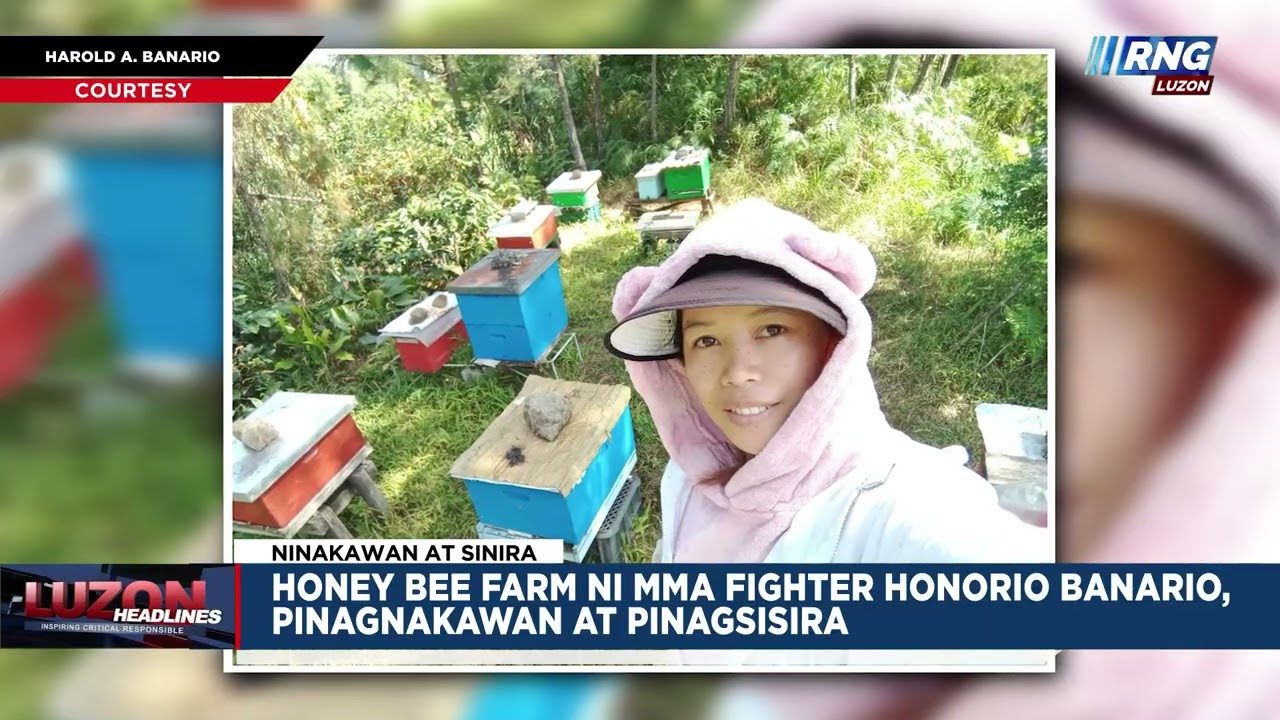 Honeybee farm ni MMA fighter Honorio Banario, pinagnakawan at pinagsisira | Luzon Headlines