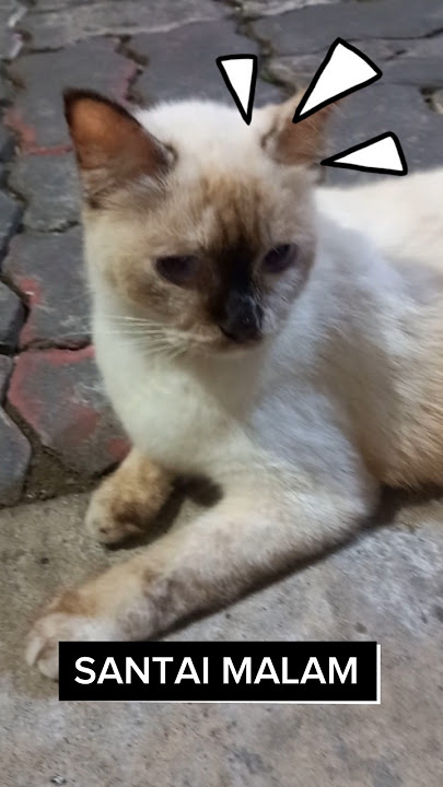 Abu gosong santai malam #cat #kucing