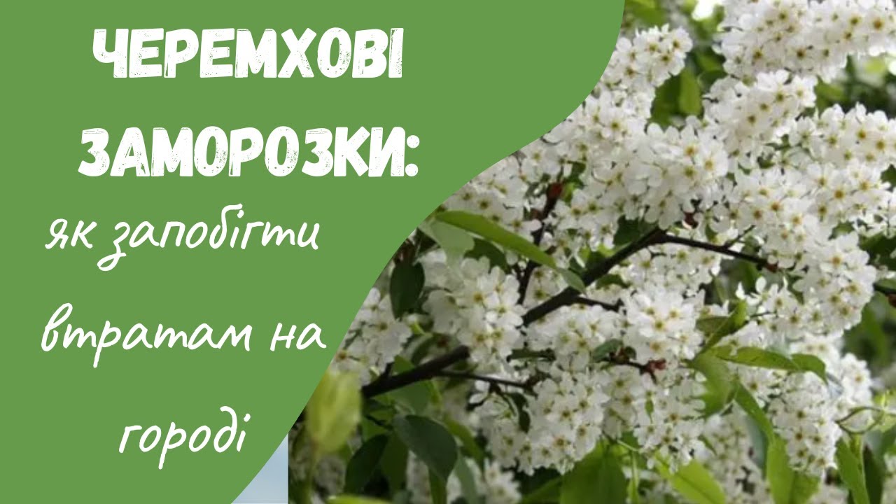 Як захистити городину від заморозків