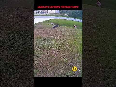 German shepherd save kid from another dog 🔥#shorts #shortvideo #trending #ytshorts #gsdlover