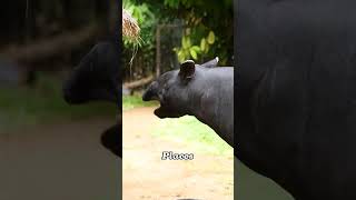 What A Hybrid Animal