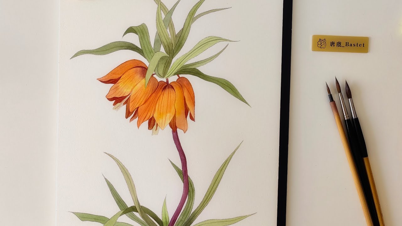 watercolor-fritillaria-coronata-watercolor