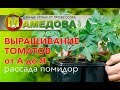 🍅 Выращивание Томатов от А до Я. Рассада Помидор.