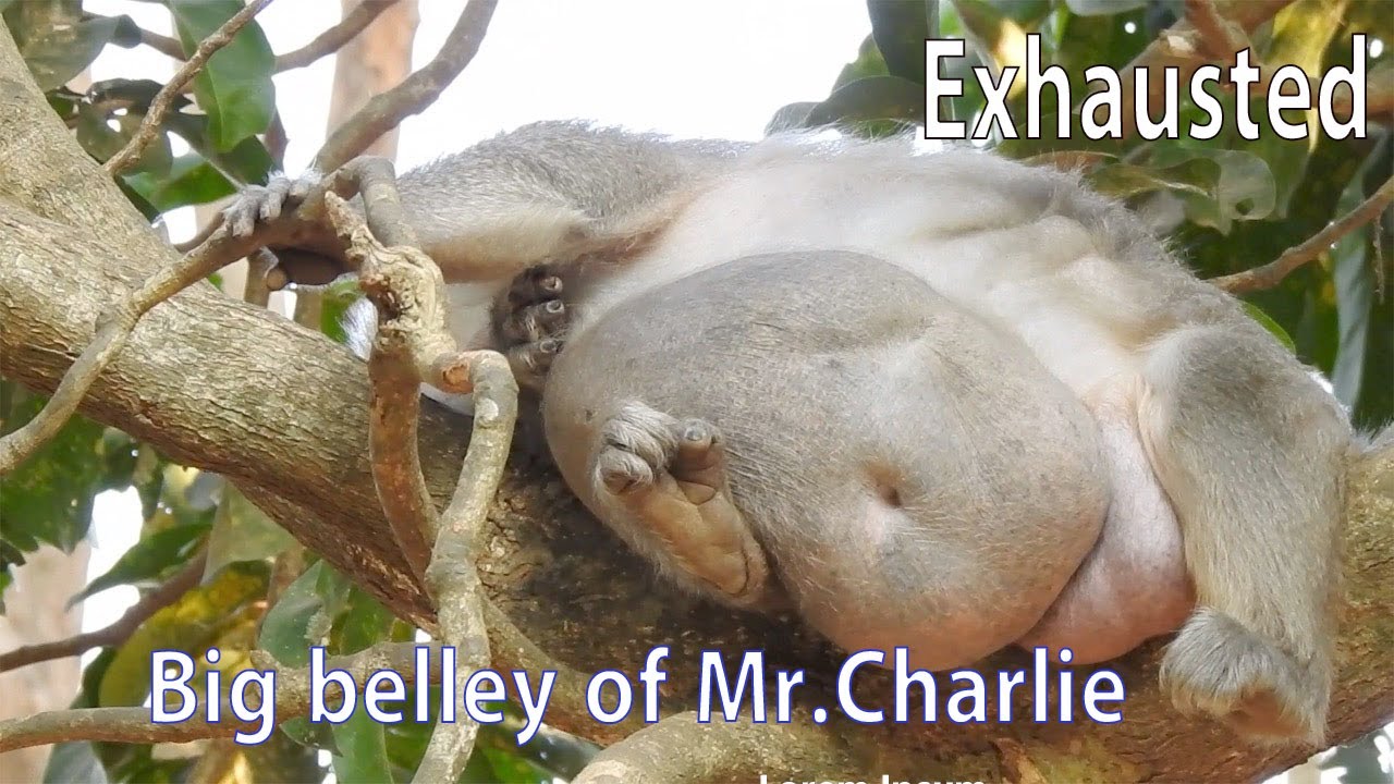 Leader of group !Mr.Charlie exhausted sleep lazy stay at high tree, Fat monkey tired with big belly