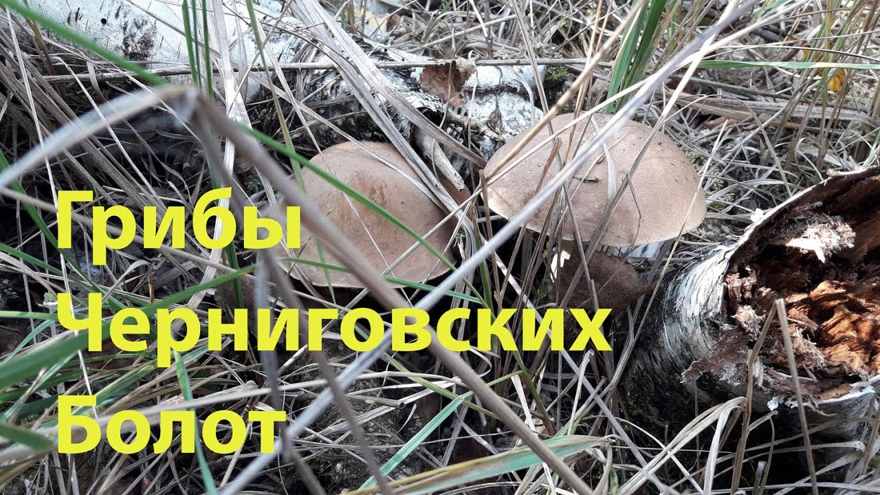 Грибы и клюква на болотах Черниговщины - YouTube
