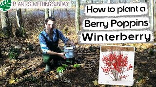 How To Plant A Berry Poppins Winterberry Dormant - A Beginners Guide