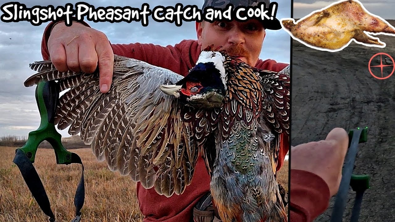 Slingshot Pheasant Hunt Catch and Cook YouTube