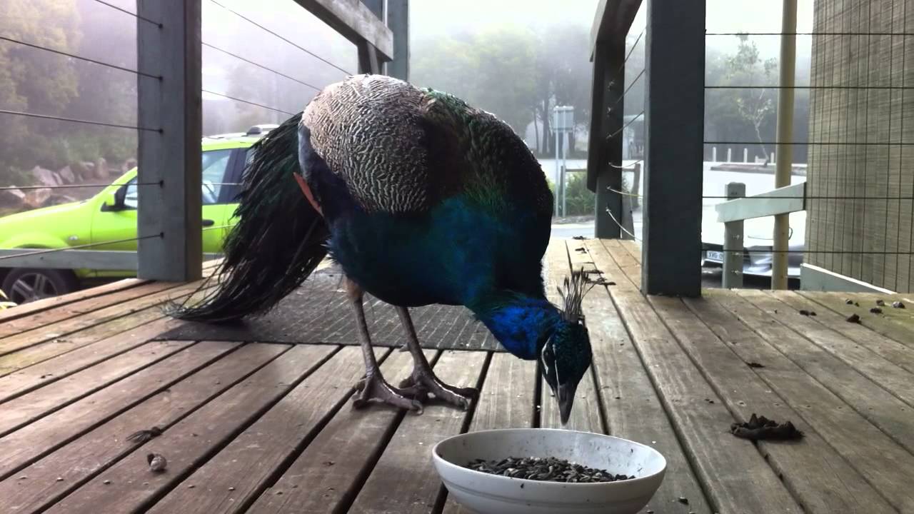 our pet peacock... eating breakfast YouTube