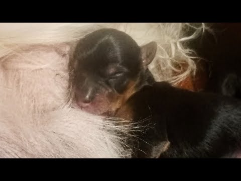 Newborn teacup Yorkie puppy care feeding etc (Holly&rsquo;s litter)