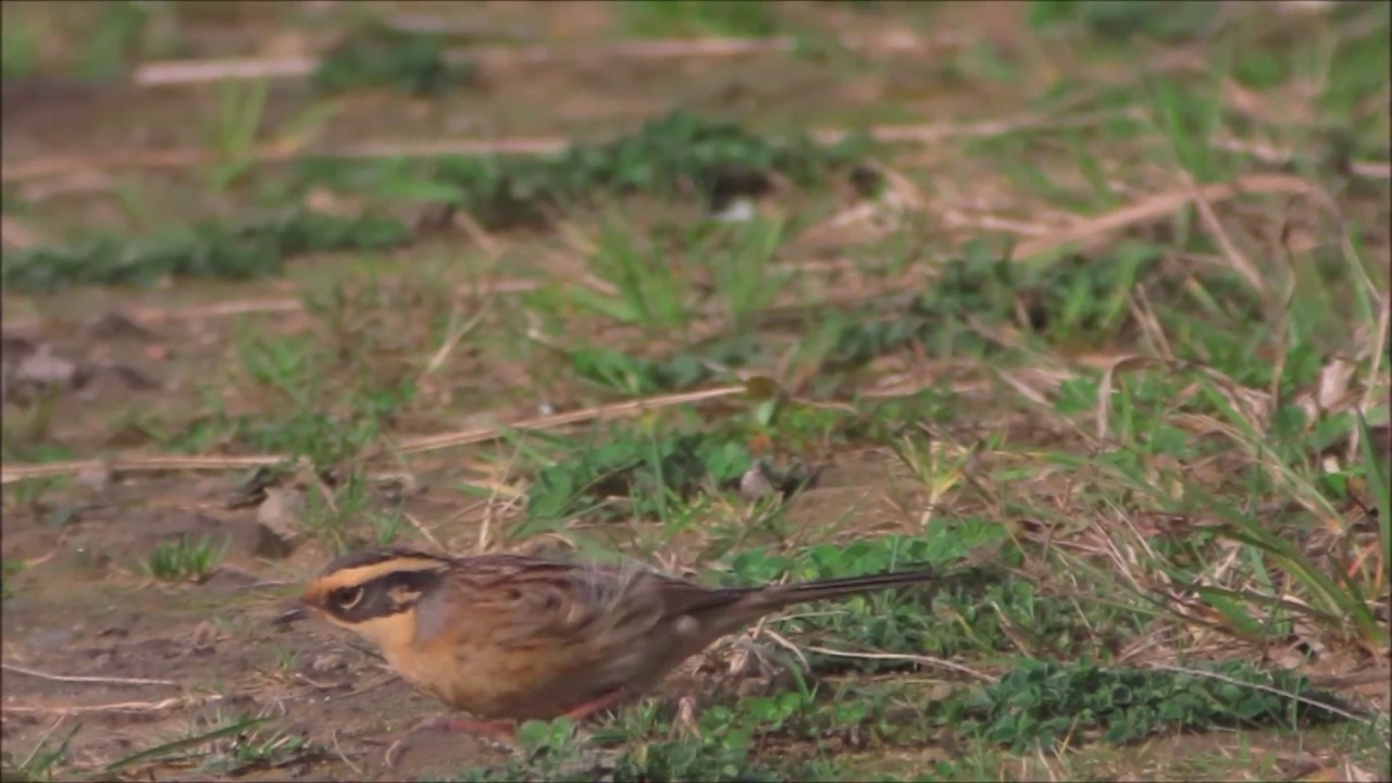 camera iphone 8 plus apk Siberian Accentor, Newbiggin, UK 30.10.16 HD
